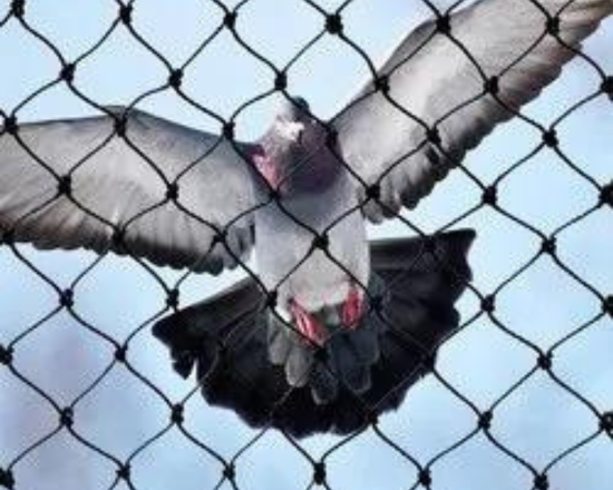 Bird Net Installation in Pune